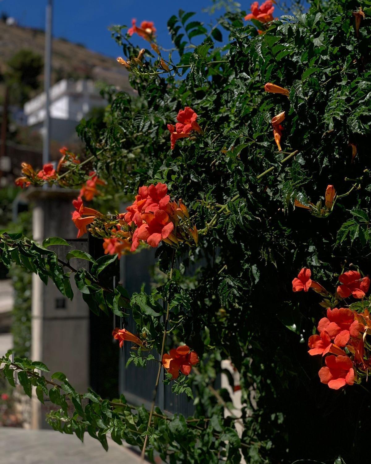 Vila Marjana Sarandë Exteriör bild